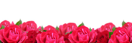 Frame made of red roses on white background with space for textの写真素材