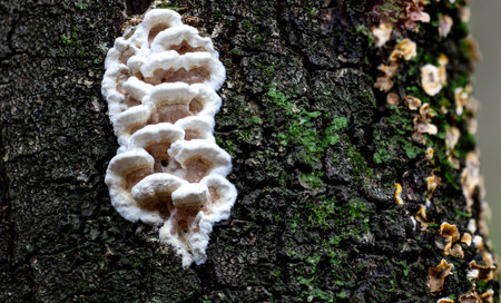 Beautiful closeup of Gloeoporus dichrous  grown on the trunk  tree