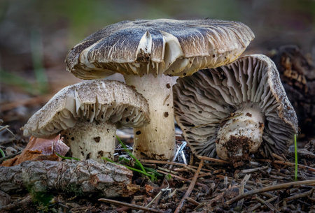 Beautiful closeup of Clitocybe nebularis or Lepista nebularis, commonly known as the clouded agaricの写真素材