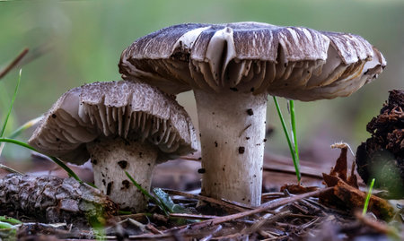Beautiful closeup of Clitocybe nebularis or Lepista nebularis, commonly known as the clouded agaricの写真素材