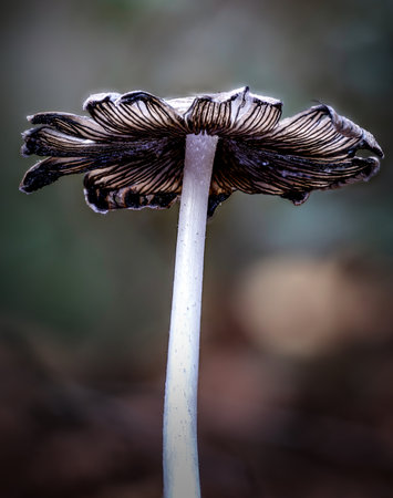 Coprinopsis Picacea known as Magpie fungus poisonous mushroom in autumn forestの写真素材