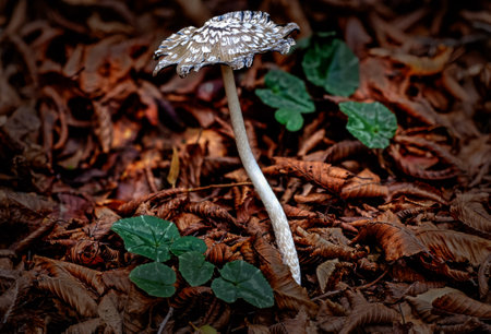 Coprinopsis Picacea known as Magpie fungus poisonous mushroom in autumn forestの写真素材