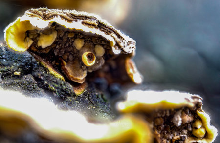 Trametes versicolor  the polypore mushroom close upの写真素材