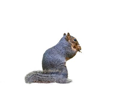Portrait of North American Squirrel isolated on white backgroundの写真素材
