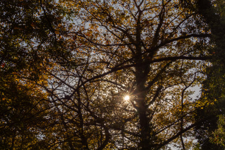 Sunburst shining through the leaves  in a forest on a bright autumn day