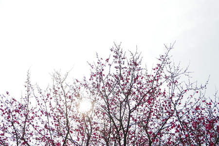 Korean red plum blossomの写真素材