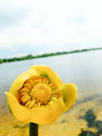 the yellow lily blooms in the river in summerの写真素材