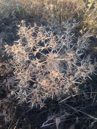 the autumn brown dry grass in a fieldの写真素材