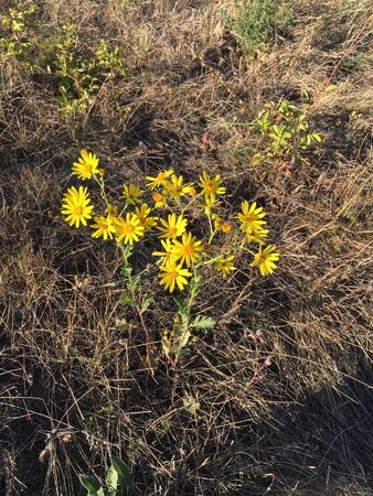 the autumn brown dry grass in a fieldの写真素材