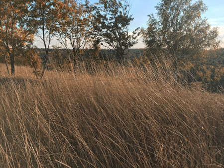 the autumn brown dry grass in a fieldの写真素材