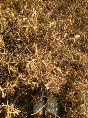 the autumn brown dry grass in a fieldの写真素材