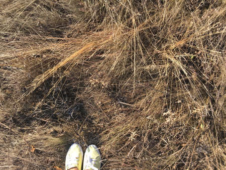the autumn brown dry grass in a fieldの写真素材