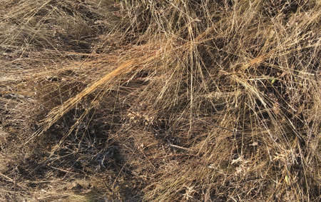 the autumn brown dry grass in a fieldの写真素材