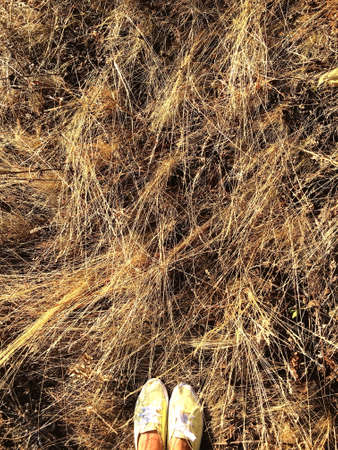 the autumn brown dry grass in a fieldの写真素材