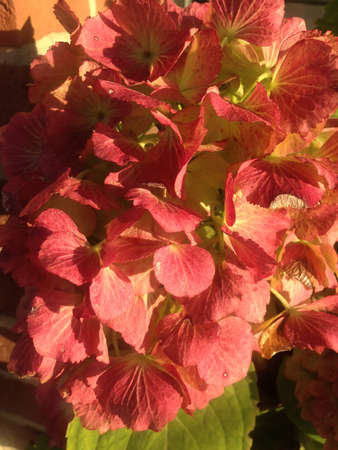 the beautiful orange hydrangea blooms in autumnの写真素材