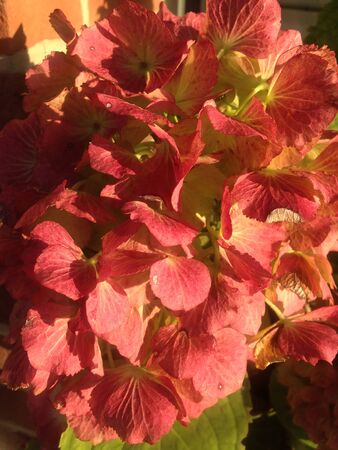 the beautiful orange hydrangea blooms in autumnの写真素材