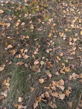 a lot of yellow leaves in the autumn forestの写真素材
