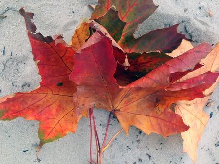 a lot of red leaves in the autumn forestの写真素材