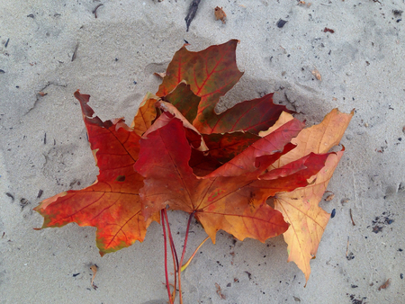 a lot of red leaves in the autumn forestの写真素材
