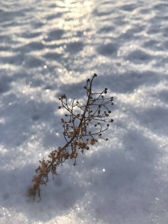 the snowy morning in the sun in the winterの写真素材