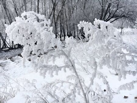 the snowy morning in the sun in the winterの写真素材