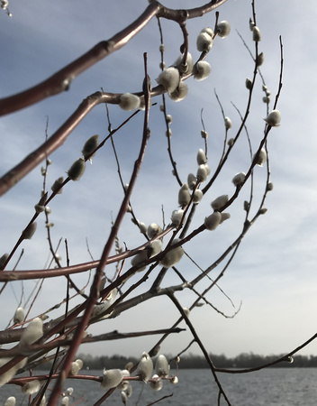 the spring trees bloom in the sunlight