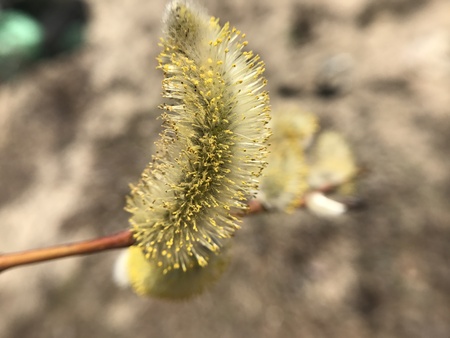the spring tree bloomed on a Sunny day