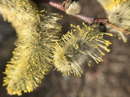 the spring tree bloomed on a Sunny day
