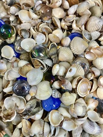a variety of sea shells and stars