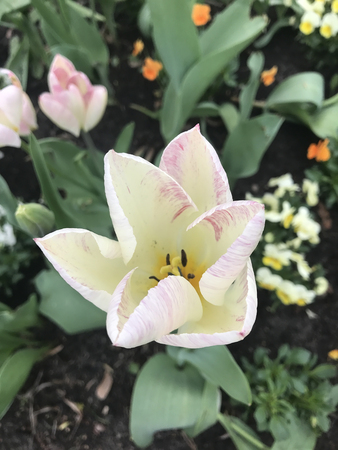 Tulips bloom in the city garden