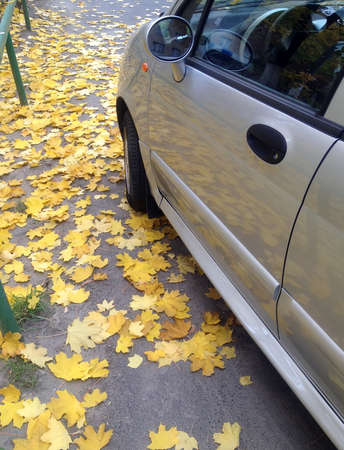 the yellow leaves are reflected on the carの写真素材