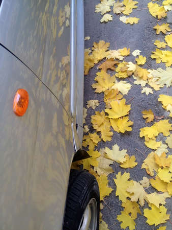 the yellow leaves are reflected on the carの写真素材