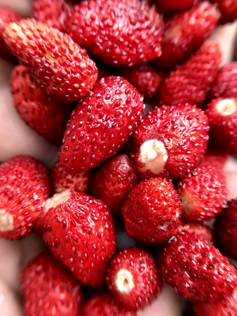 Strawberries harvested in the garden in the summer