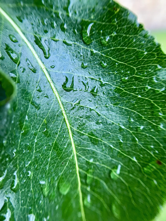 the Green leaf in drops after rain