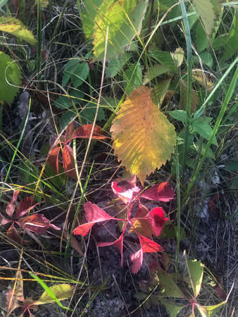 a lot of yellow leaves in the autumn forest