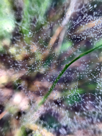 droplets of dew on a cobweb in the grass in the woodsの写真素材