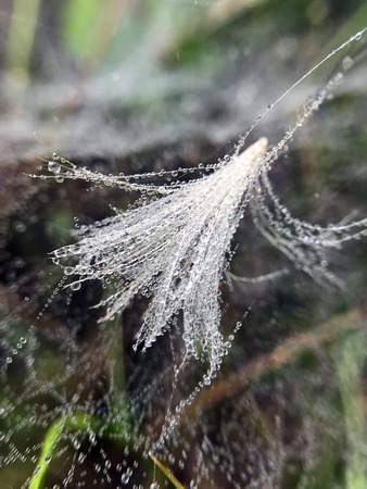 droplets of dew on a cobweb in the grass in the woodsの写真素材