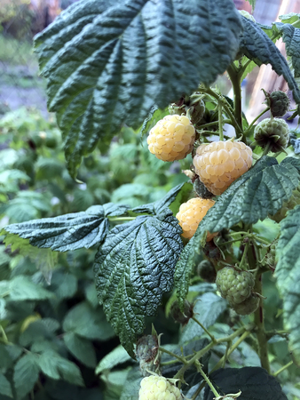 tasty yellow raspberry on a bush in the garden