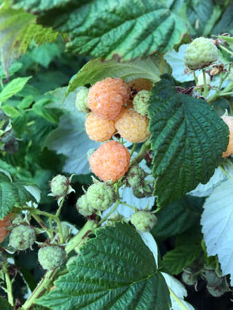 tasty yellow raspberry on a bush in the garden