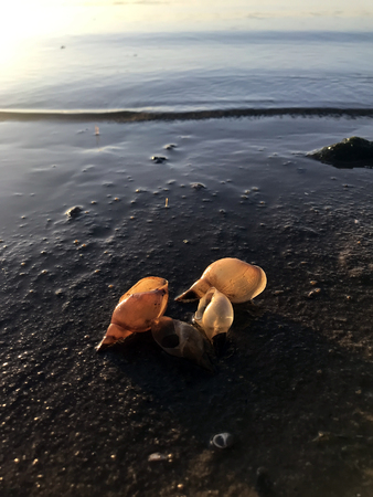 yhe seashells on the shore of the river
