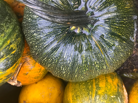 autumn still life with pumpkin, corn and leavesの写真素材