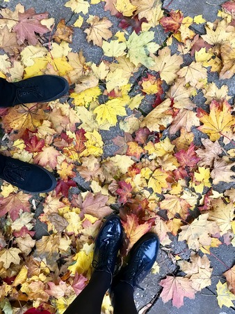a lot of yellow leaves in the autumn forest