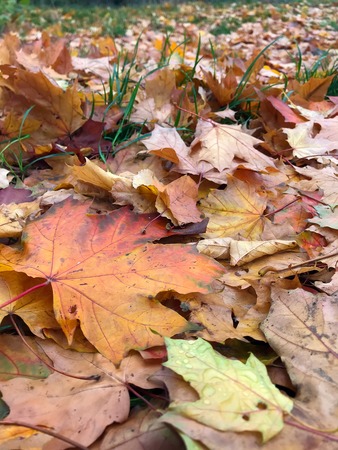 a lot of yellow leaves in the autumn forest