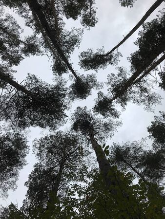 the big pines in the autumn forest