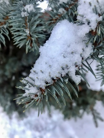 fir tree in the snowの写真素材