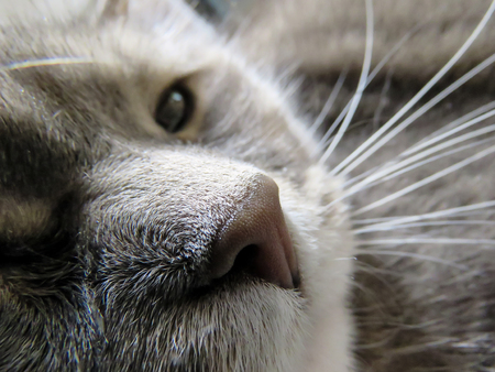 the muzzle of my domestic cat close-upの写真素材