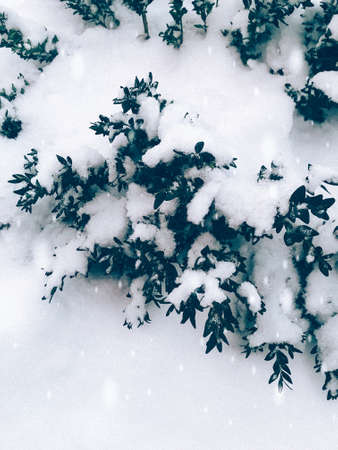 snowfall in the city in the springの写真素材