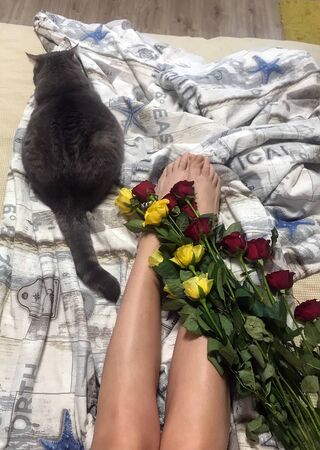 Roses and catの写真素材