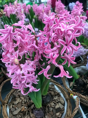 the multi colored beautiful spring flowers backgroundの写真素材