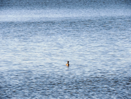 crested birds floating on a blue lake in springの写真素材